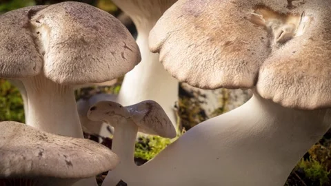 KINGOYSTER1 库存影片 272689602