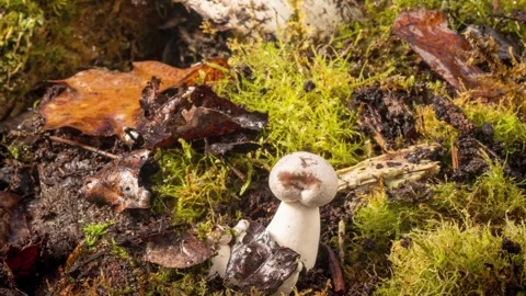 KINGOYSTER2 库存影片 272792282