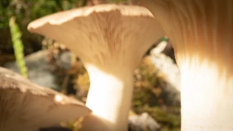 KINGOYSTER3 스톡 동영상 272845304