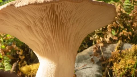 KINGOYSTER4 库存影片 272845369