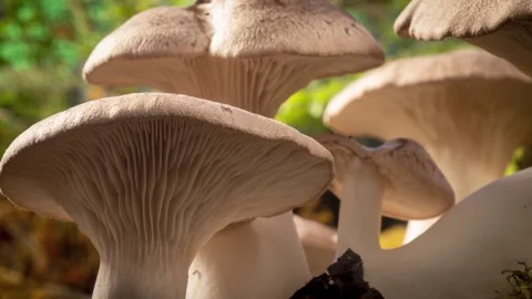 KINGOYSTER6 스톡 동영상 272791777