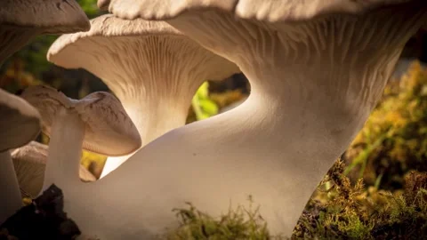 KINGOYSTER7 스톡 동영상 272791743