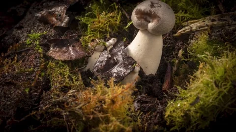 KINGOYSTER8 스톡 동영상 272791964