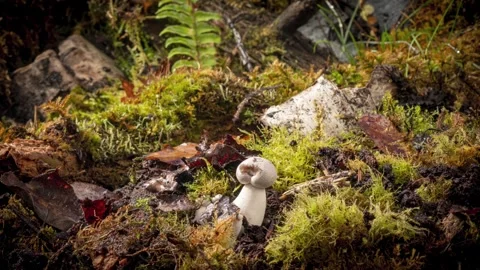 KINGOYSTER9 库存影片 272791902