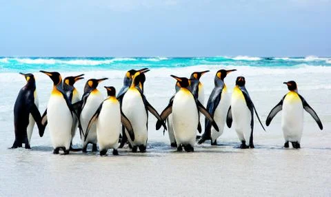 Kings of the Beach 스톡 사진