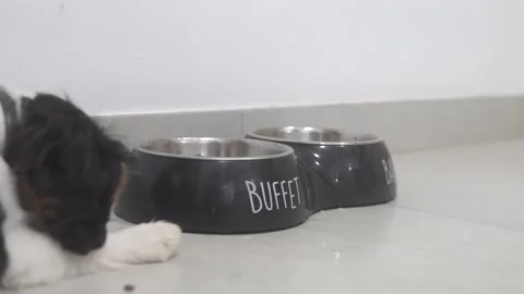 Kings puppy Charles Chpaniel eats dry food from a bowl Stock Footage 303781041