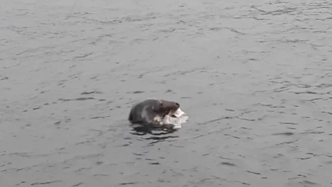 Kingswear, Devon: Slow motion of grey seal eating a fish (NO AUDIO) Stock Footage 115993497