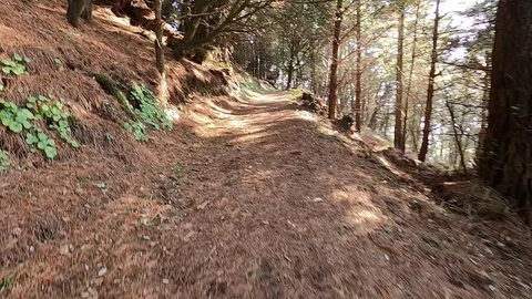 Kingswear, Devon: Walk through deciduous woodland (TIMELAPSE, NO AUDIO) Stock Footage 123415237
