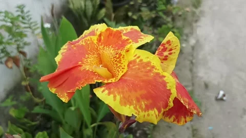 Kingyellow canna Stock Footage 233491627