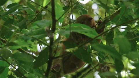 Kinkajou In Tree  Stock Footage 212387811