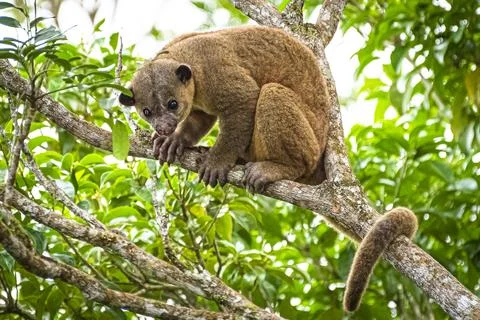 Kinkajou in a tree Stock Photos