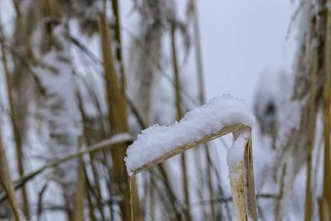 Kinked by the snow Stock Photos