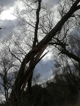 Kinked tree  trunk Foto stock