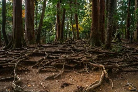 Kinone Michi on Mount Kurama Stock Photos