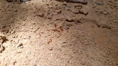 The Kinship of the Ants on the Ground Stock Footage 148149825
