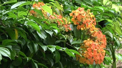 Kinta Valley, Perak, Malaysia 動画素材 334948981