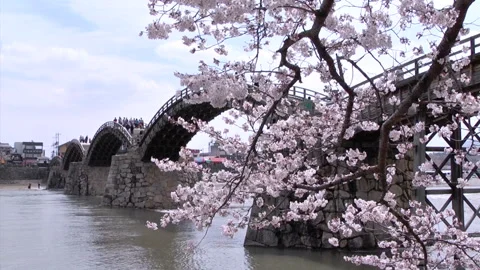 Kintai Bridge and Cherry Blossoms Stock-Footage 332017977