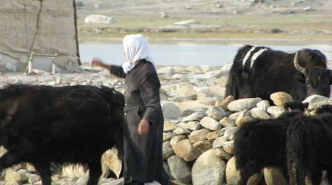 Kirgiz &amp; cows Stock Footage 539784