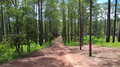 Kirirom National Park hiking trail path dirt road tall pine tree forest in Stock Footage 340334341