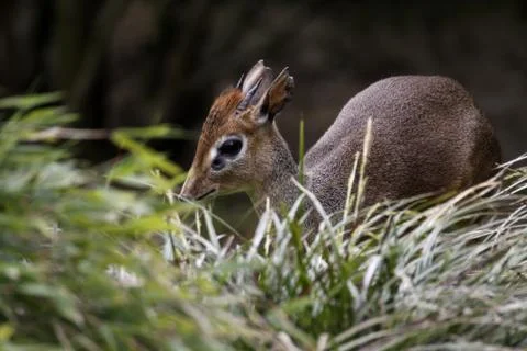 Kirk-Dikdik Stock Photos