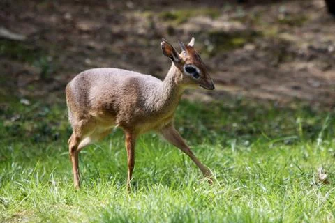 Kirk-Dikdik Stock Photos