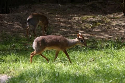 Kirk-Dikdik Stock Photos