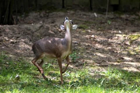 Kirk-Dikdik Stock Photos