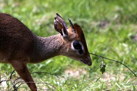 Kirk-Dikdik Stock Photos