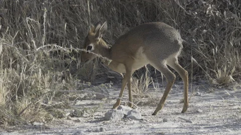 Kirks dik dik 07 Stock Footage 229476341