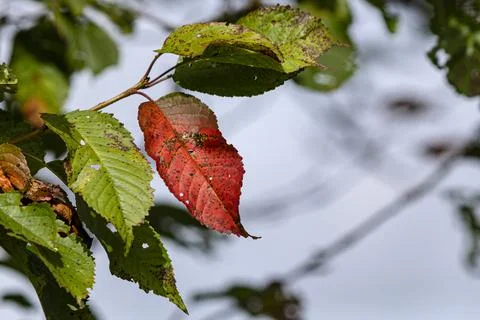 Kirschbaum im Herbstmodus Stock Photos