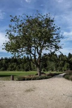 Kirschbaum im Park Stock Photos