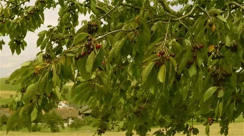Kirschen 1.mp4 Stock Footage 51568244
