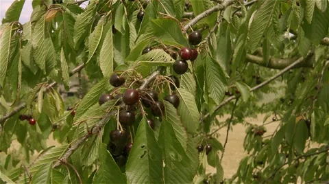 Kirschen 2.mp4 Stock Footage 51570588