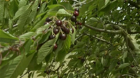 Kirschen 3.mp4 Stock Footage 51570579