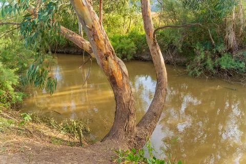 Kishon River with Eucalyptus trees Stock Photos