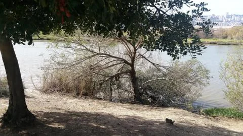 The Kishon River Foto stock