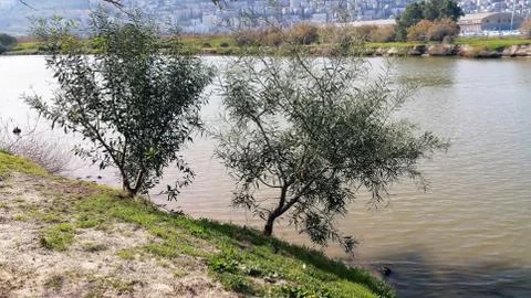 The Kishon River Stock Photos
