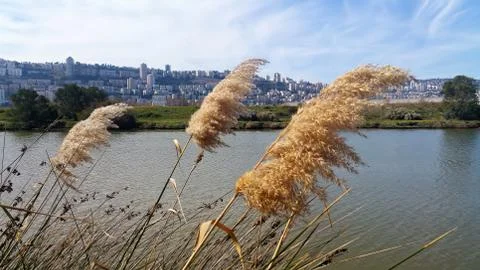 The Kishon River Stock Photos
