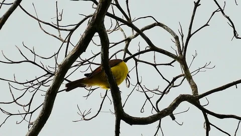 Kiskadee bird with bright yellow chest perched in tree with no leaf Stock Footage 123554601