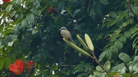 Kiskadee bird in Panama perched in tree with orange flowers Stock Footage 123607815