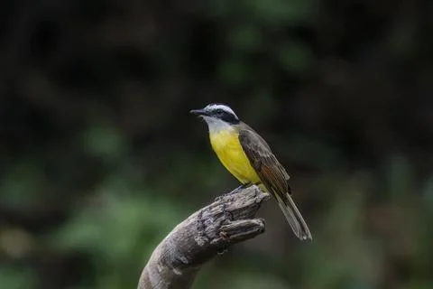 Kiskadee Stock Photos