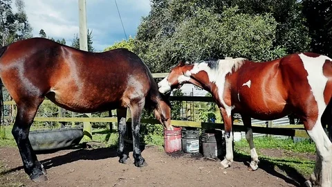 Kiss between horses Stock Footage 75328972