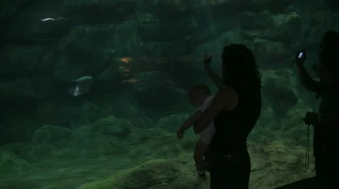 Kiss of a dolphin Stock Footage
