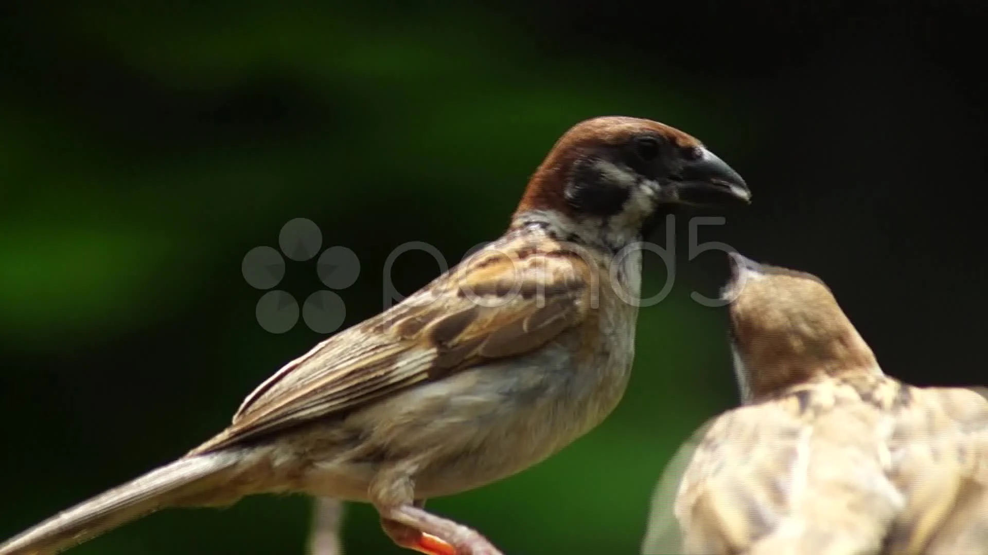 Kiss Feeding Maya Bird Tree Sparrow Stock Video Pond5