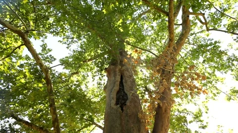 Kiss Under The Long-Term Tree Stock Footage 52708297