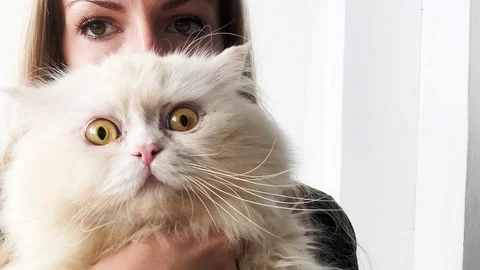 Kisses for cat Stock Footage 102165335