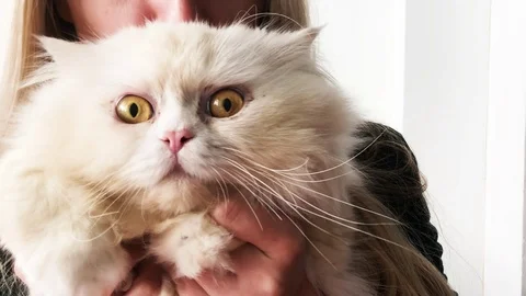 Kisses for kitty Stockbeeldmateriaal 101738362