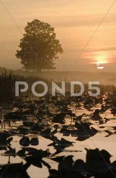 Kissimmee river sunrise 2 Stock Photos