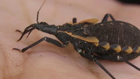 Kissing bug biting human hand; chagas video Vídeos de archivo 75048750