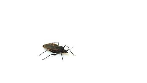 Kissing bug (Triatominae) on a white background Stock Footage 315424029